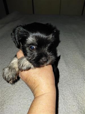 Yorkie puppys. 8 weeks old very playfull