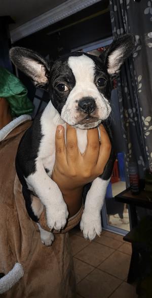Frenchton puppies (French Bulldog x Boston Terrier)