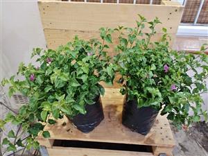 Tom Thumb (non-climbing) Bougainvilleas in 10L bags 