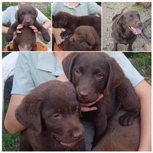 Adorable Labrador puppies brown 