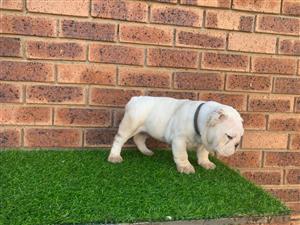 Gorgeous English bulldog puppies available