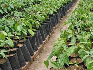 Plant Bags for Planting Plants Growing Bag New