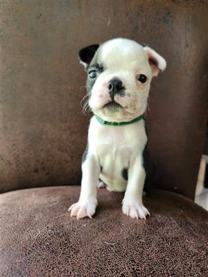 4 pragtige Boston Terrier Seuntjies 