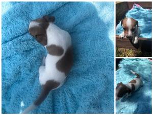 Jack Russel puppies