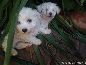 Poodle Puppies