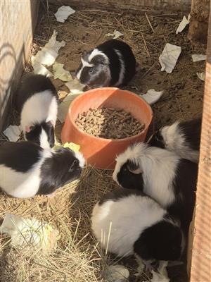 Marmotte te Koop