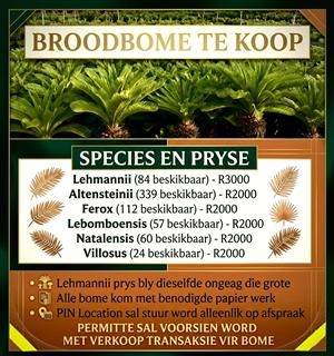 Prime Cycad Nursery For Sale – Hartenbos/Mossel Bay Area