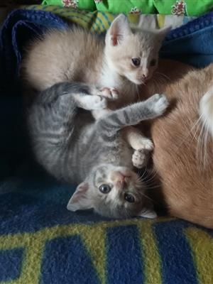 cutest kittens looking for loving homes