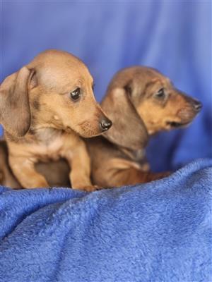 Miniture  Dachshund