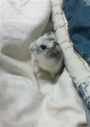 Dwarf hamsters, they are three months old all handled every day, very tame