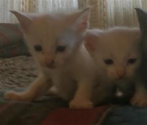 done deal kittens free