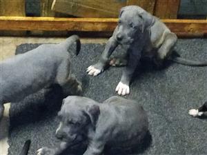 Gorgeous German bloodline Great Dane puppies available