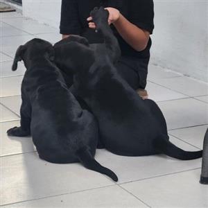 Great Dane Puppies