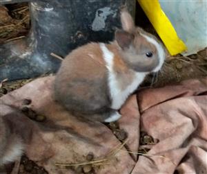 Dwarf rabbits