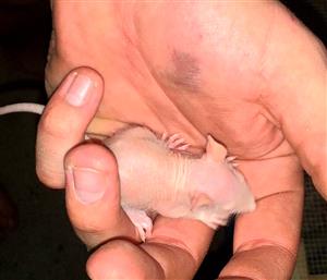 Dumbo and hairless rats for sale
