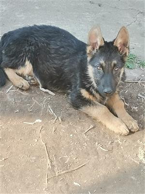 German Shepherd Puppies Clearance special