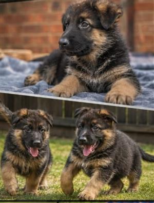 Purebred German shepherd puppies, Available soon.