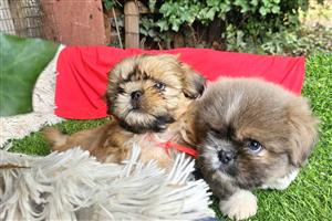 Top quality Shih Thz puppies