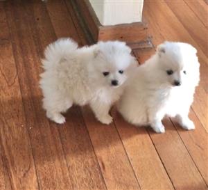 Toypom puppies 