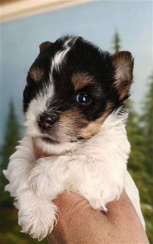 Yorkies puppies 