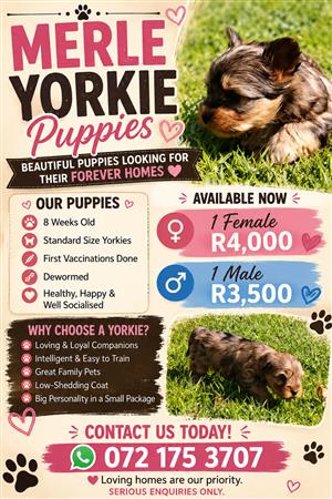 Yorkie puppies 