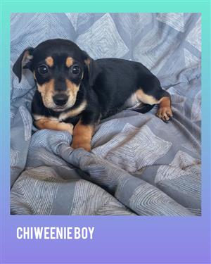 Chiweenie pups