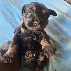 Miniature Schnauzer puppies 