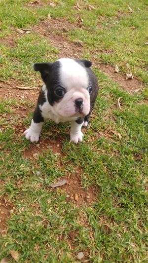 boston terrier puppies for sale junkmail