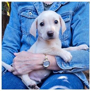 Labrador Retriever Pups 