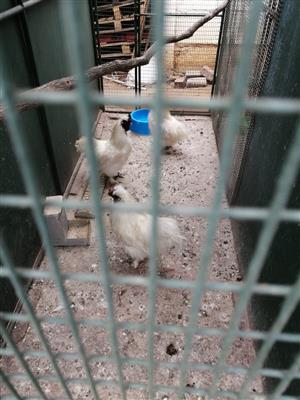 Silkie Roosters for Sale: