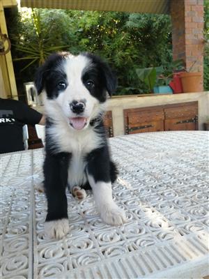 Border collie puppies for sale 