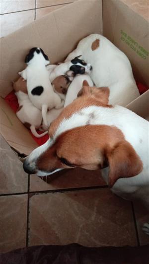 Short legged Jack Russell pups