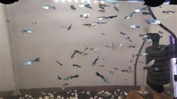 MOLLY'S AND BLACK MOSKOU GUPPY'S FISH FOR SALE
