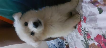 Alaskan shepherd puppy female white 8 weeks old