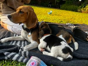 Beagle Puppies