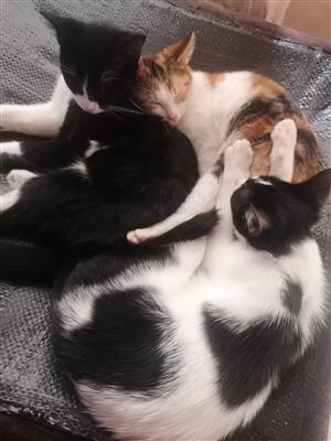 KITTENS  3x 7months old all sterilized 