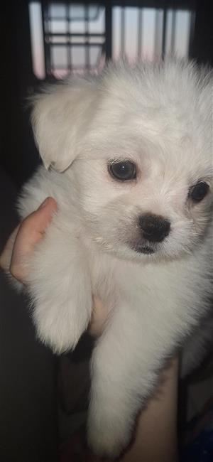 Puppy - Maltese female 8weke 