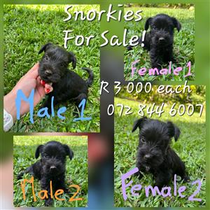 Snorkies for sale!