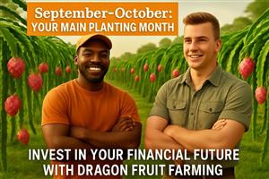 Dragon Fruit Planting Season Approaching