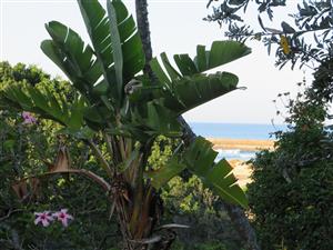 Beautiful Plot Close to the Beach in Port  Alfred.