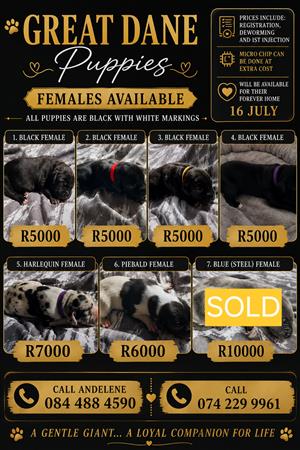 Registered Great Dane Puppies 