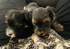 Purebred Traditional Yorkie Puppies