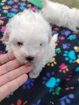 Beautiful miniature maltese males available