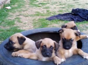 Belgian Malinois Puppies For sale