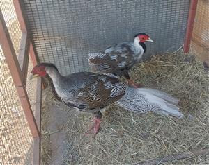 Silver Pheasant males for sale. 10 months
