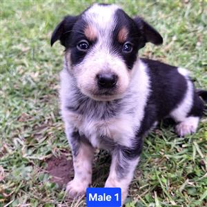 Blue heeler x Border heeler puppies