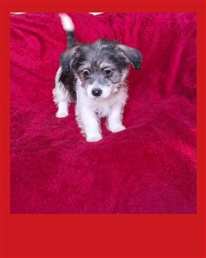 Morkie puppies