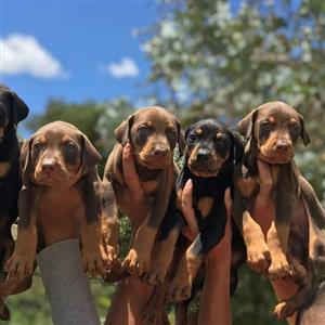 Miniature Dachshund Puppies Available Now  