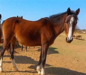 Beautiful & Striking 2Yr Australian SH x Boerperd x TB Filly For Sale
