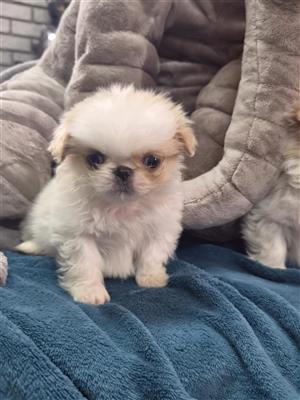 Miniature Pekingese pup